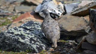 Nouveau revers pour un ministère déterminé à chasser des oiseaux en danger