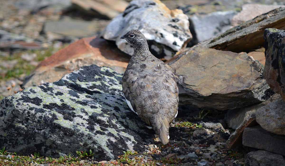 Nouveau revers pour un ministère déterminé à chasser des oiseaux en danger