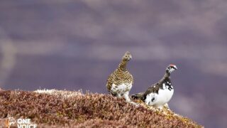 Des Alpes aux Pyrénées, One Voice défend les galliformes de montagne devant la justice