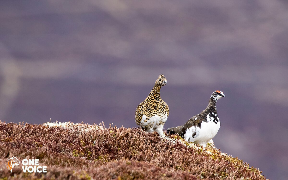 Des Alpes aux Pyrénées, One Voice défend les galliformes de montagne devant la justice