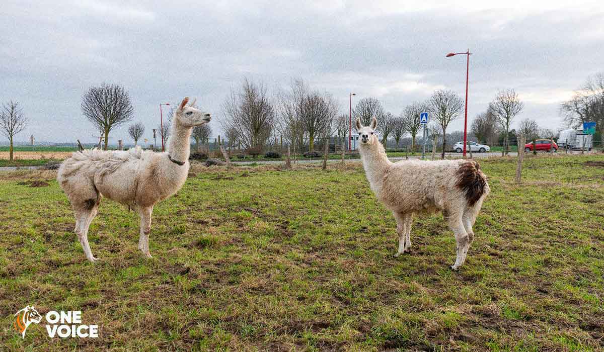 Fini le cirque pour les lamas, chevaux, vaches et dromadaires abandonnés par le Cirque de Paris