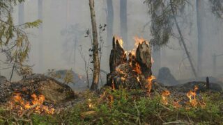 Forêts incendiées : l’Association Stéphane Lamart demande aux préfets et à la ministre de la Transition écologique d’interdire la chasse dans les zones sinistrées