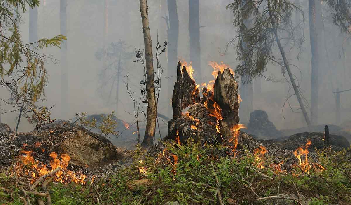 Forêts incendiées : l’Association Stéphane Lamart demande aux préfets et à la ministre de la Transition écologique d’interdire la chasse dans les zones sinistrées Forêts incendiées : l’Association Stéphane Lamart demande aux préfets et à la ministre de la Transition écologique d’interdire la chasse dans les zones sinistrées