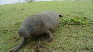 L’ombre de la criminalité faunique sur les aires protégées : le cas des tortues marines et des lamentins d’Afrique dans le Parc Marin des Mangroves