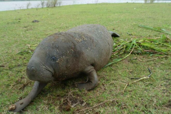 L’ombre de la criminalité faunique sur les aires protégées : le cas des tortues marines et des lamentins d’Afrique dans le Parc Marin des Mangroves