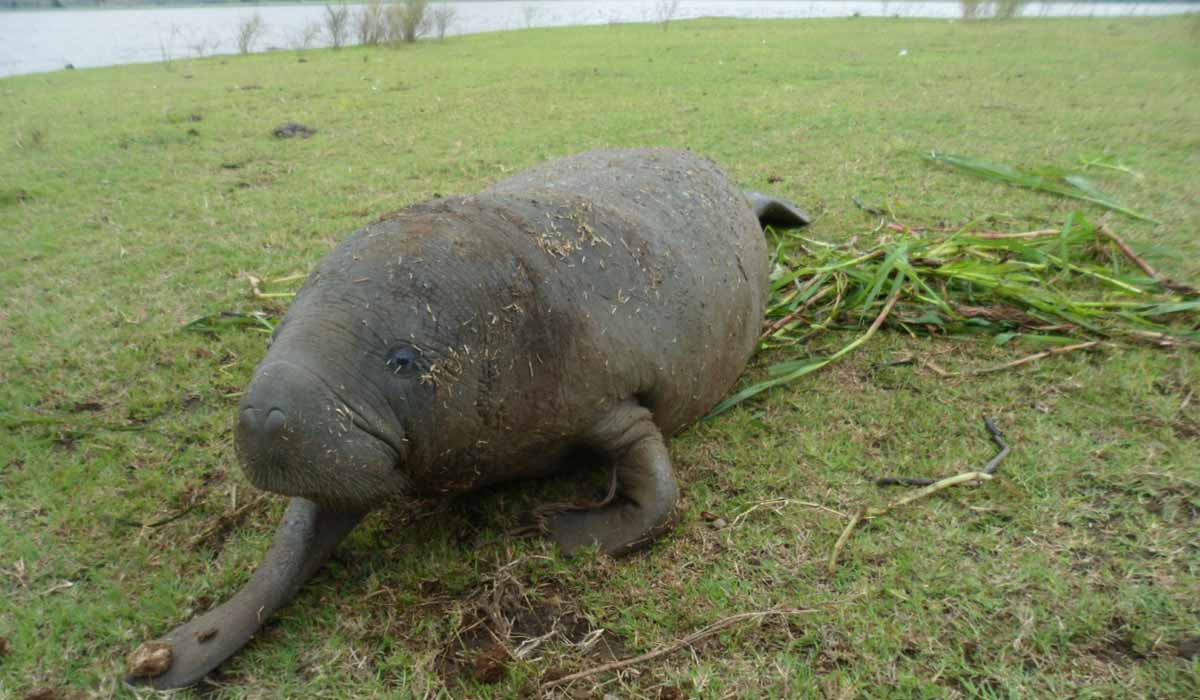 L’ombre de la criminalité faunique sur les aires protégées : le cas des tortues marines et des lamentins d’Afrique dans le Parc Marin des Mangroves