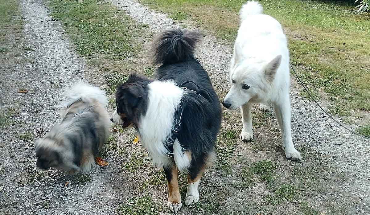 L’AAREHA : l’association qui nous aide à communiquer avec nos chiens s’anime pendant la Semaine Nationale du chien