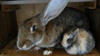 Protection des NAC domestiques: encore une occasion manquée