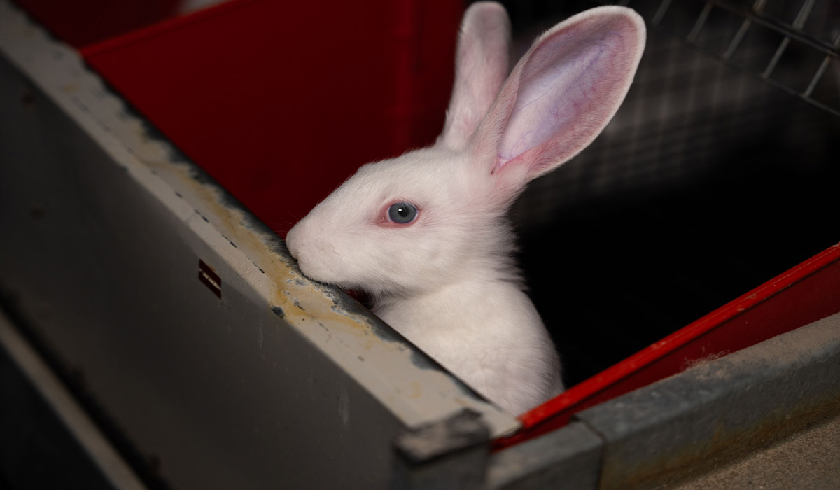 Lapins d’élevage : à l’agonie au fond des cages pour Carrefour Lapins d’élevage : à l’agonie au fond des cages pour Carrefour