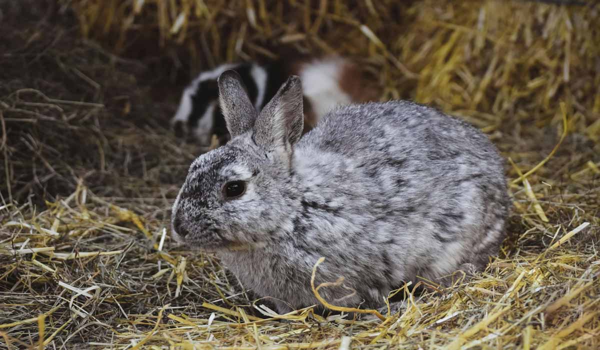 Condition animale : où en est la recherche française en sciences humaines et sociales ? Condition animale : où en est la recherche française en sciences humaines et sociales ?