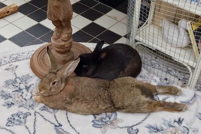 Loi : non, se préoccuper des lapins n’est pas vain !