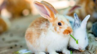 Tout ce qu’il faut savoir avant d’adopter un lapin 
