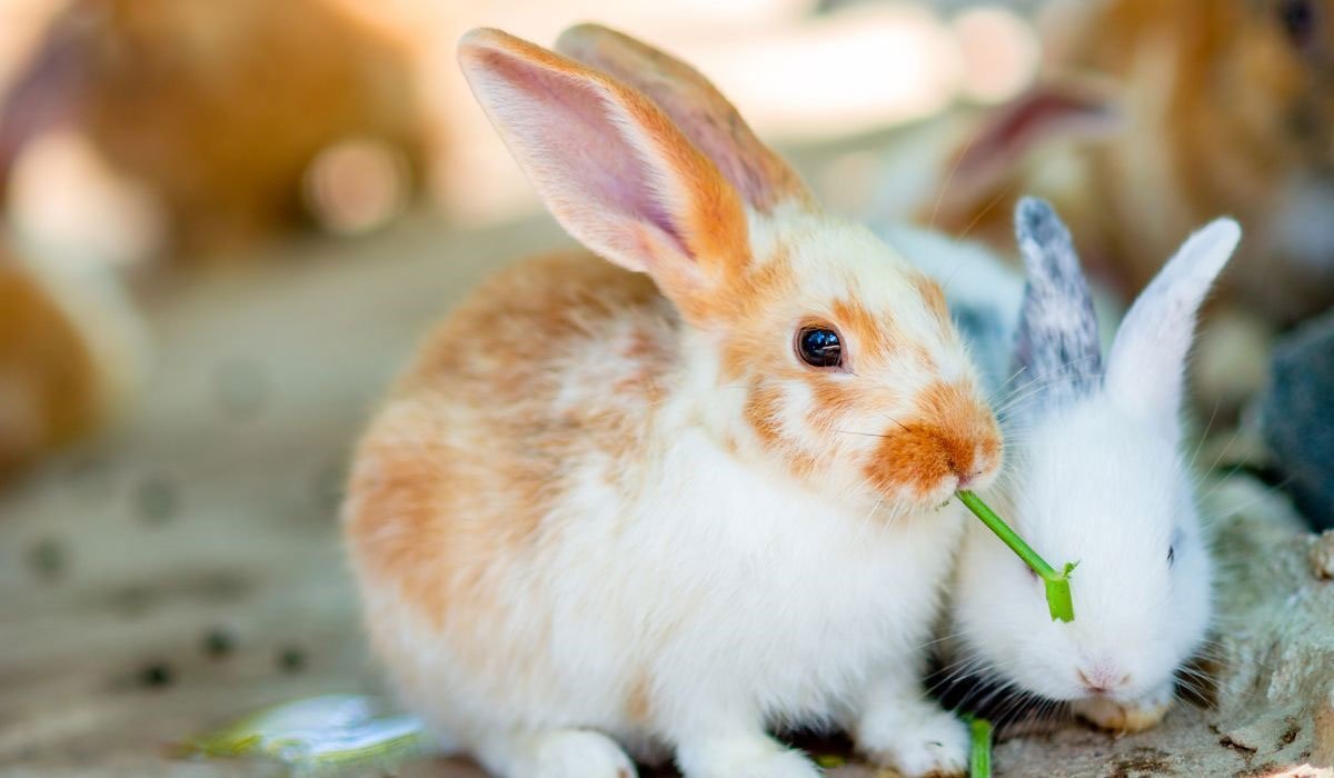 Tout ce qu’il faut savoir avant d’adopter un lapin 
