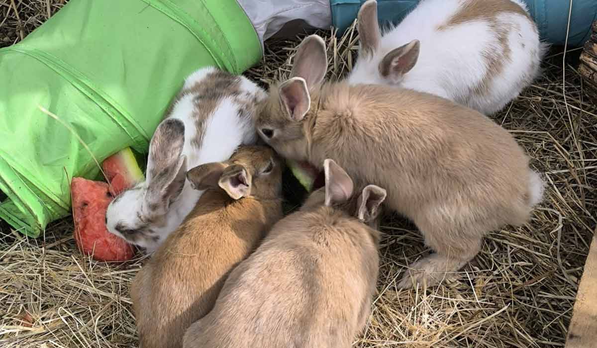 Après l’élan de solidarité à Saint-Germain-lès-Corbeil, la protection animale appelle à un soutien continu Après l’élan de solidarité à Saint-Germain-lès-Corbeil, la protection animale appelle à un soutien continu
