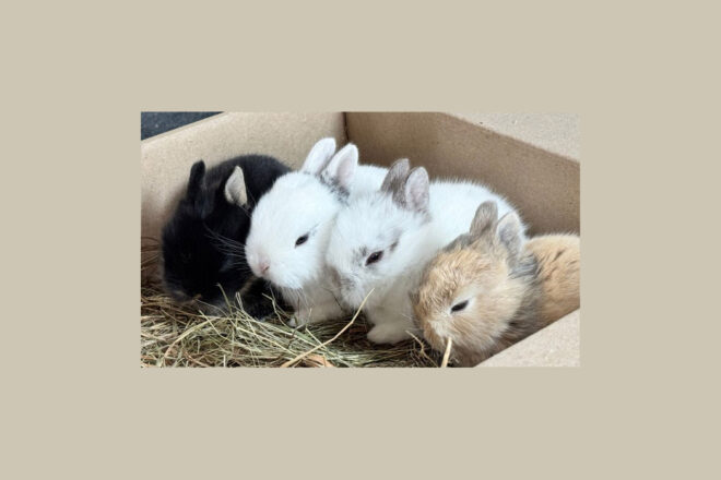 Les lapins : des compagnons tendres et fascinants