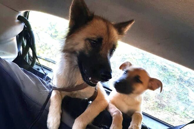 Le fabuleux destin de Laska