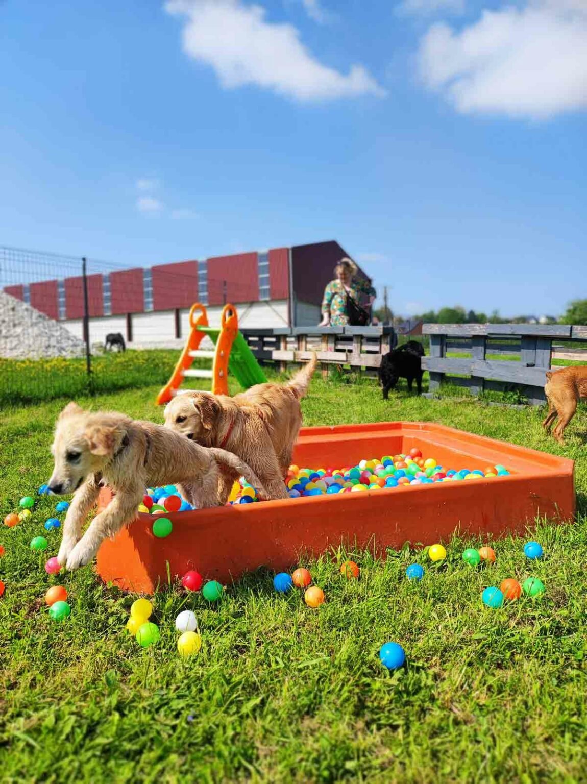 Alphadog parc parc de jeux pour chien près d’Amiens ⋆ Savoir Animal