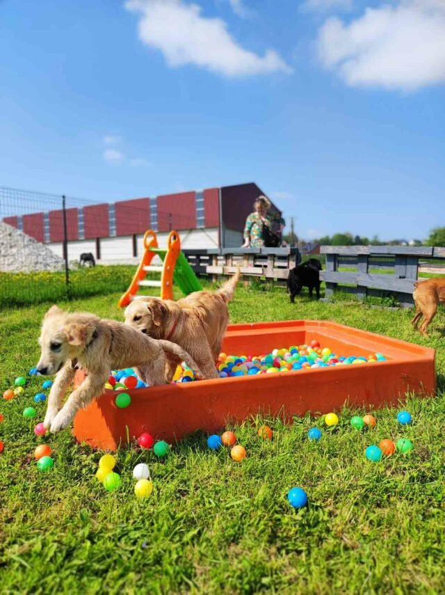 Alphadog parc parc de jeux pour chien près d’Amiens ⋆ Savoir Animal