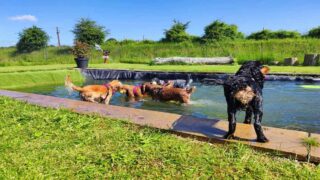 Un parc de jeux pour chiens près d’Amiens : une nouvelle approche de l’éducation canine