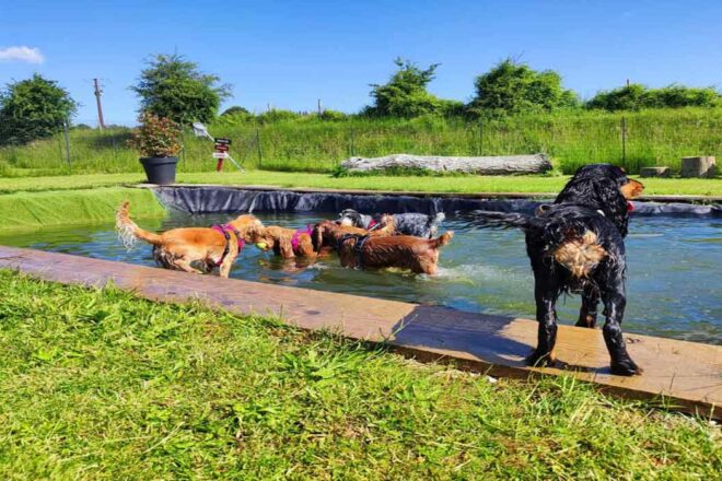 Un parc de jeux pour chiens près d’Amiens : une nouvelle approche de l’éducation canine