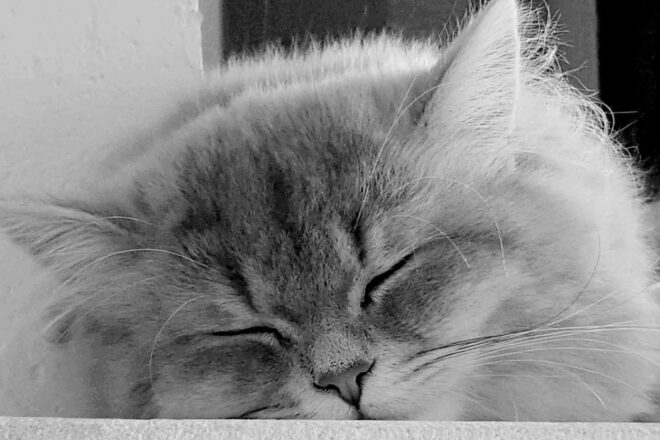 Anthropomorphisme et des idées reçues : bas les masques pour une relation saine et équilibrée !