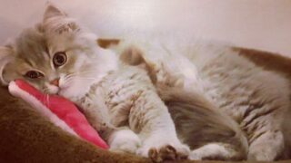 Relation humain/chat : par-delà le miroir, dis-moi qui je suis !