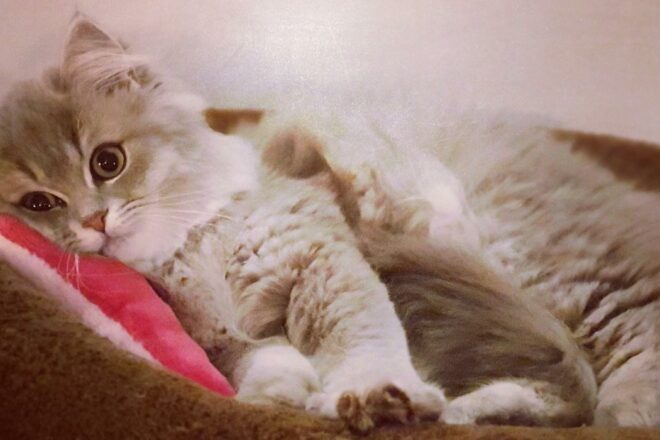 Relation humain/chat : par-delà le miroir, dis-moi qui je suis !