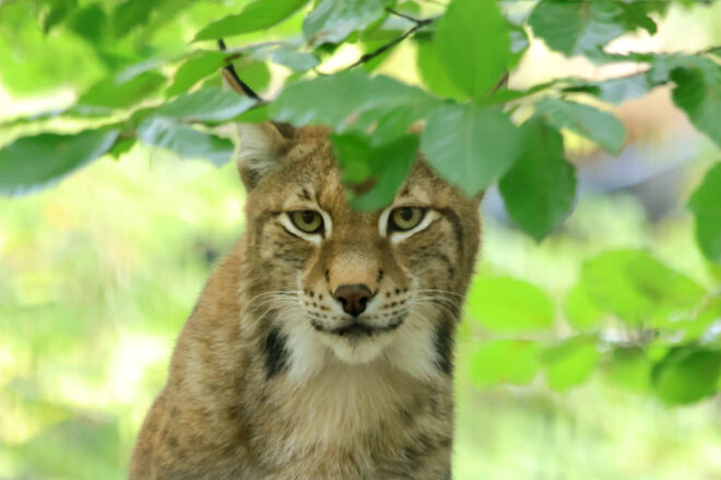 Portfolio d’un photographe naturaliste et animalier