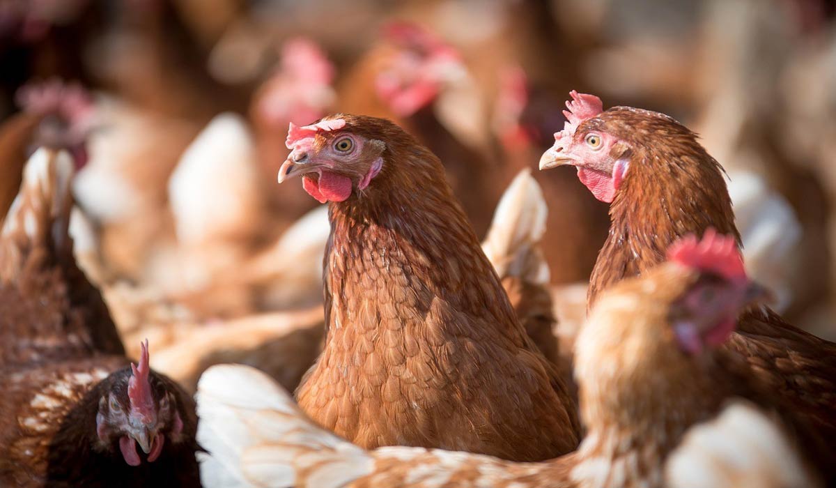 Législation sur le bien-être animal : la Commission européenne doit s’engager à respecter les délais