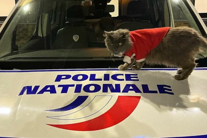 Pirate, le chat policier