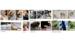 Annonces illégales d’animaux en ligne : One Voice porte plainte contre Leboncoin