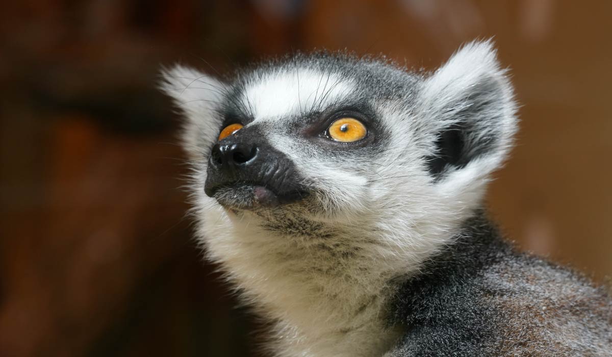Les ONG appellent Vantara à mettre finaux importations d’animaux sauvages de manière permanente Les ONG appellent Vantara à mettre finaux importations d’animaux sauvages de manière permanente