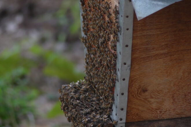 L’apiculture et le vivant (3/3) : la diversité des cultures indigènes garantes de la biodiversité et des abeilles