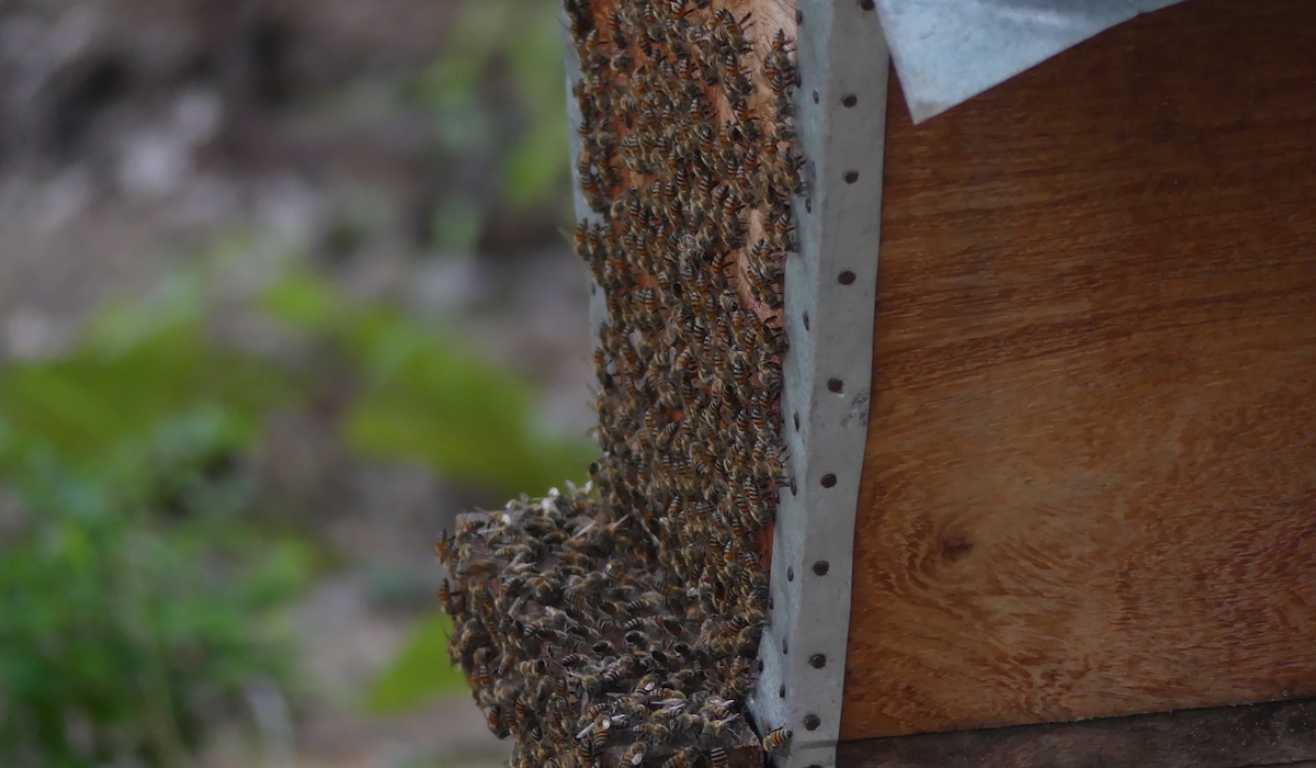 L’apiculture et le vivant (3/3) : la diversité des cultures indigènes garantes de la biodiversité et des abeilles
