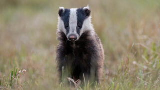 STOP à la chasse des blaireaux en période de reproduction