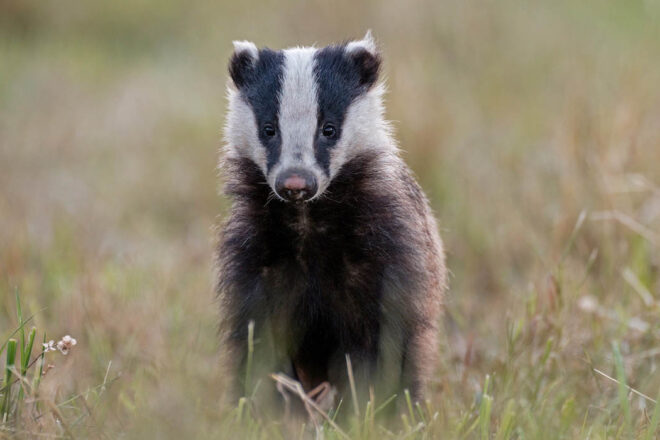 STOP à la chasse des blaireaux en période de reproduction
