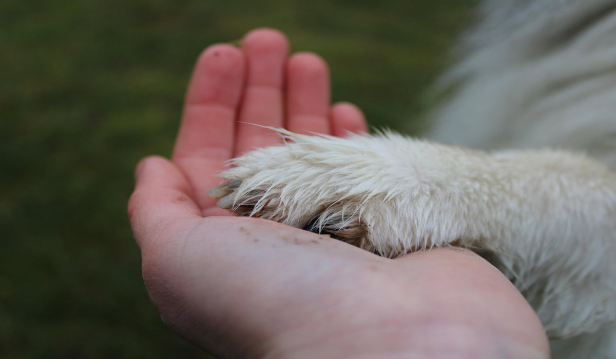 Les animaux et le droit – Aix-en-Provence – Faculté de droit et de science politique (bâtiment Pouillon) – Mardi 15 septembre 2026 à partir de 13h00 Les animaux et le droit – Aix-en-Provence – Faculté de droit et de science politique (bâtiment Pouillon) – Mardi 15 septembre 2026 à partir de 13h00