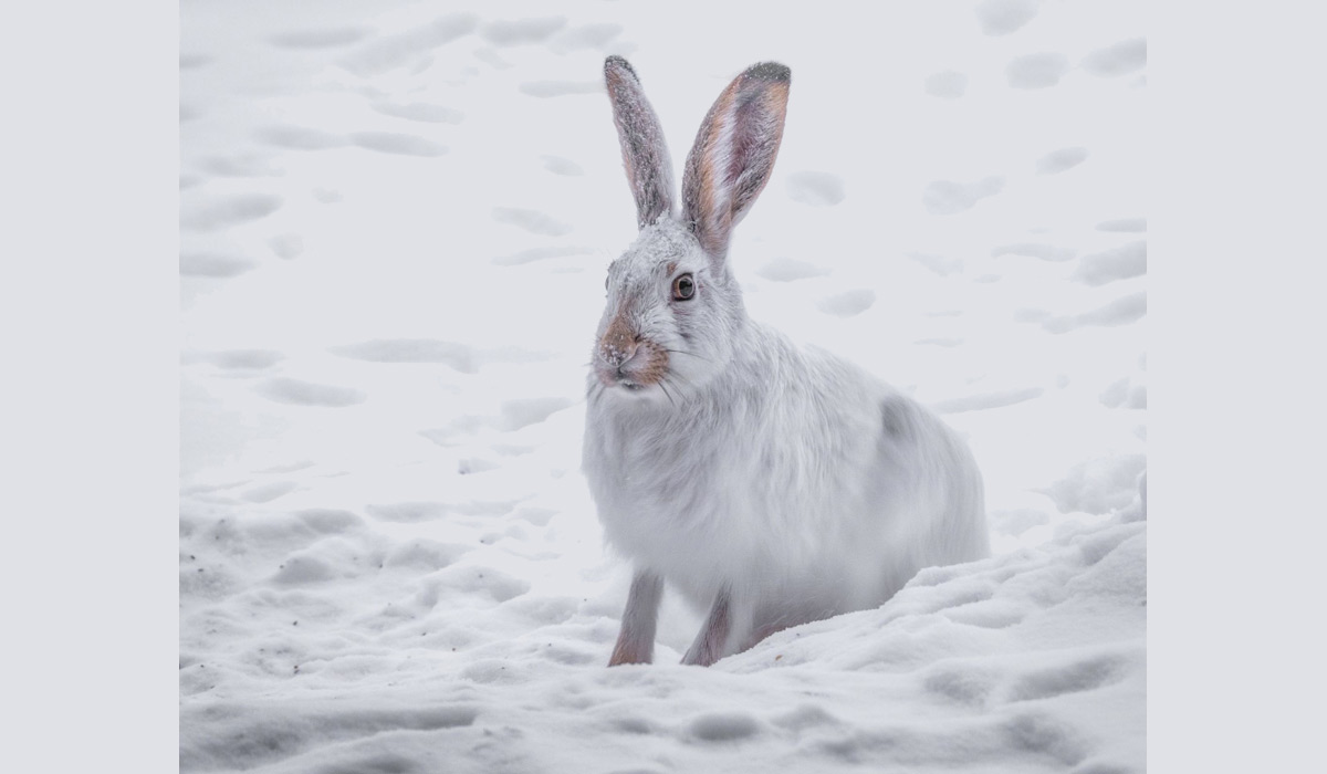 One Voice fait suspendre la chasse des lièvres variables, tétras-lyres et bartavelles en Haute-Savoie