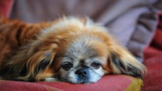 Comment accompagner nos vieux chiens dans le processus de vieillissement ?