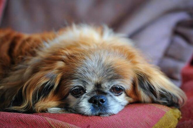 Comment accompagner nos vieux chiens dans le processus de vieillissement ?