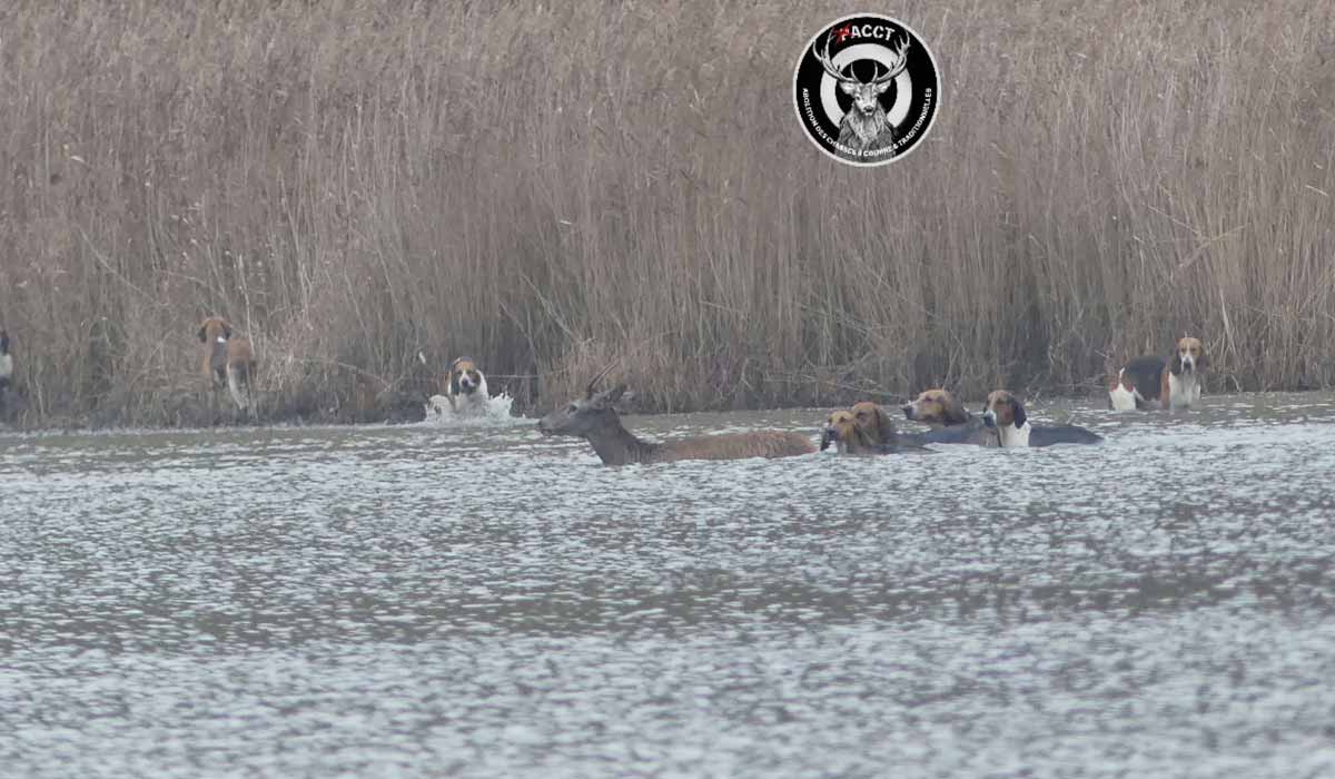 Premières condamnations des militants anti-chasse à courre – Appel au soutien pour le financement des procédures