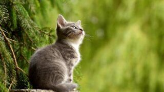 La chasse nous empoisonne l’automne, les chasseurs nous pourrissent la vie