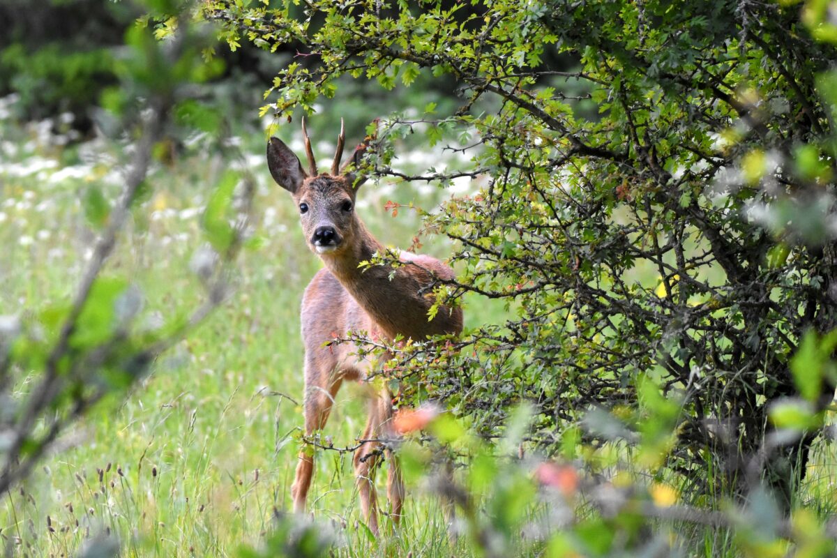 Tour de passe-passe législatif : petits arrangements entre amis au profit des chasseurs ?