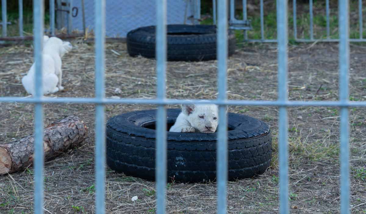 Cirques condamnés : One Voice dit non aux subventions publiques Cirques condamnés : One Voice dit non aux subventions publiques