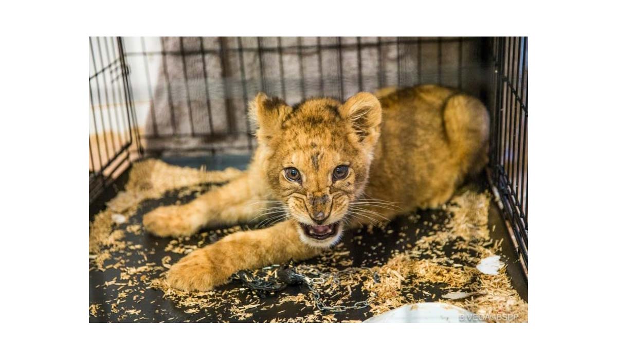 Audience en appel le 17 février :  One Voice présente pour le lionceau exploité pour un clip vidéo 