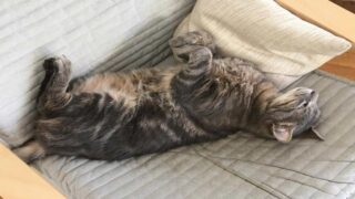 Les chats de compagnie en ville : des attentes opposées