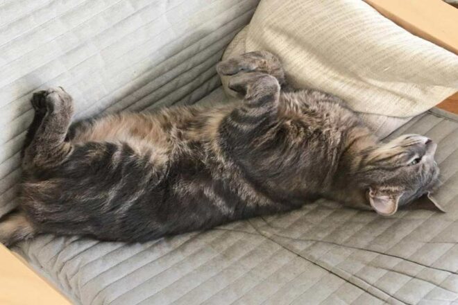 Les chats de compagnie en ville : des attentes opposées