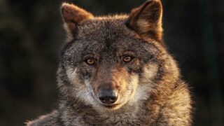 Victoire en faveur des loups pour FNE Ain et One Voice par forfait de la préfecture de l’Ain !