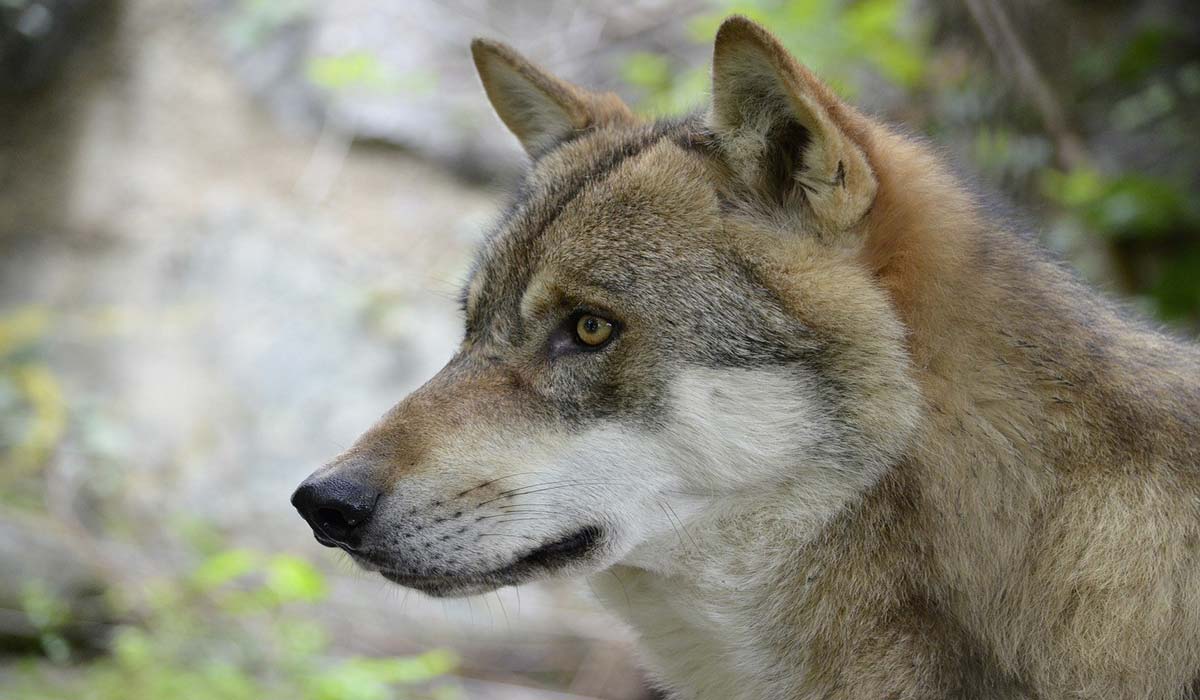 Incitation au braconnage de loups : bras de fer judiciaire avec la Coordination Rurale 87