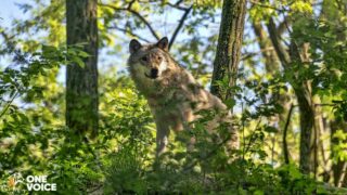 NON à la loi européenne contre les loups dictée par les lobbies ! One Voice devant le Conseil de l’Europe le 13 février